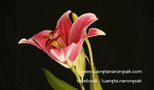 ไม่หลงไป - ไม่ไล่ดับ - ไม่หลีกหนี - ไม่รักษาตัวเองไว้ไม่ให้หลง