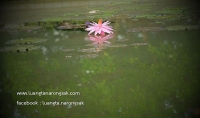 มีแต่ธรรมชาติปรุงแต่ง (สังขาร) เกิดดับในธรรมชาติ ที่ไม่ปรากฏอะไรเลย (วิสังขาร)