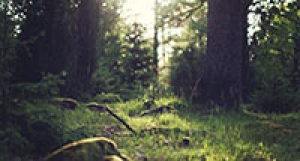 190224A-1 Moving Nature Is In Peaceful Mind (English Translation)